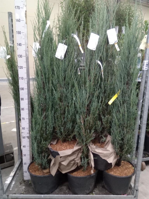 <h4>Juniperus scopulorum 'Blue Arrow'</h4>