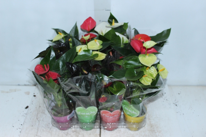 <h4>ANTHURIUM VARIADO P09</h4>