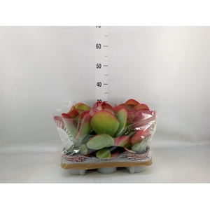 Kalanchoe NF thyrsiflora