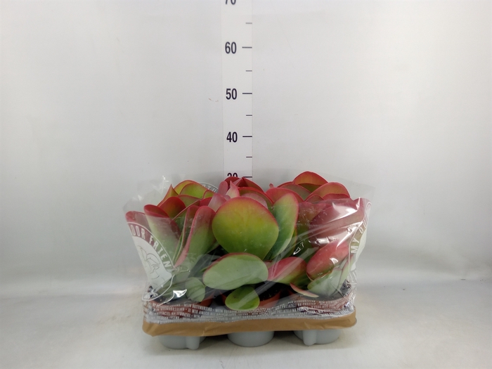 <h4>Kalanchoe NF thyrsiflora</h4>