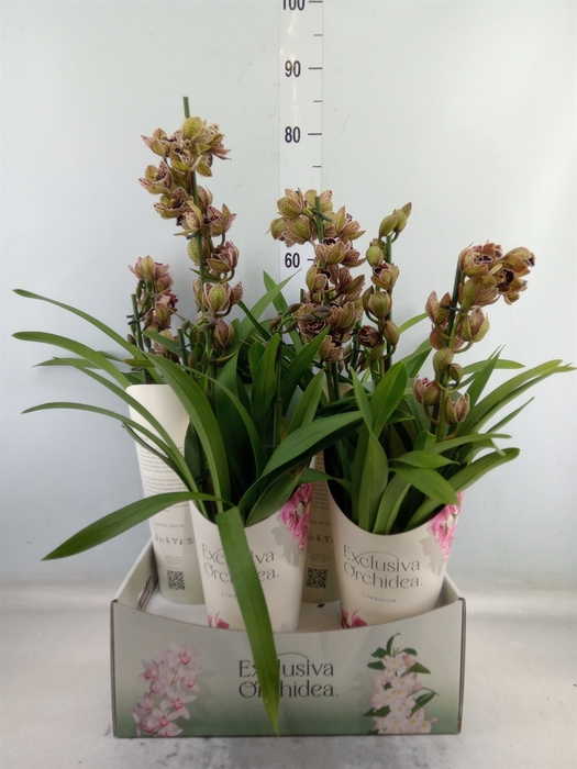 <h4>Cymbidium  'Magic Vogel'</h4>