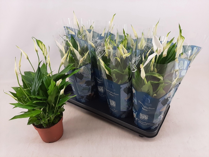 <h4>SPATH BELLINI</h4>