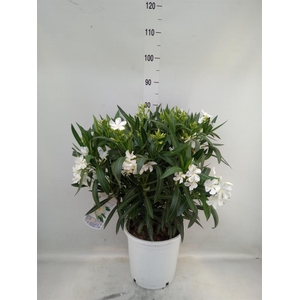 Nerium oleander   ...