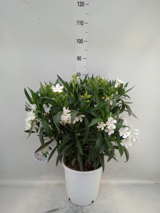 <h4>Nerium oleander   ...</h4>