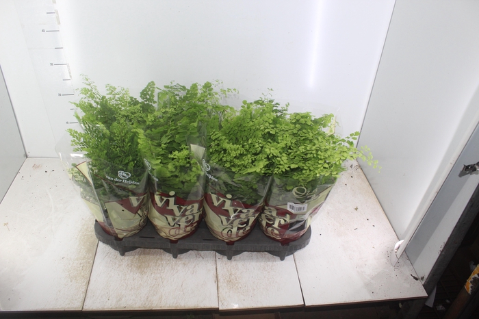 <h4>AVENCA VARIADA P15</h4>