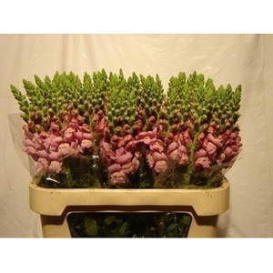 Antirrhinum lavendel