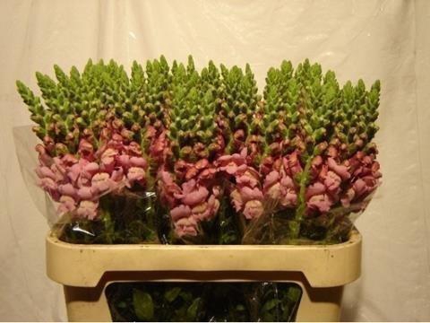 <h4>Antirrhinum lavendel</h4>