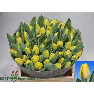 Tu En Antarctica Sun