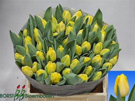 <h4>Tu En Antarctica Sun</h4>