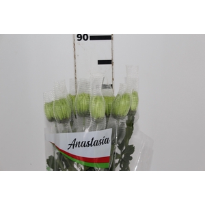ANASTASIA DARK GREEN 080 CM VERDE