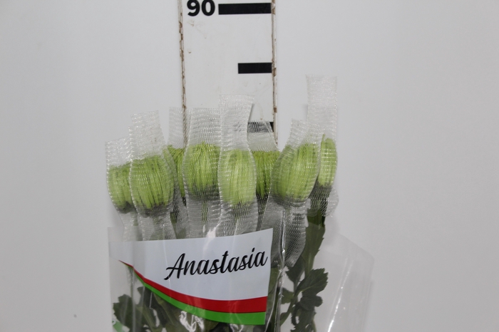 <h4>ANASTASIA DARK GREEN 080 CM VERDE</h4>