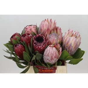 PROTEA MIX#