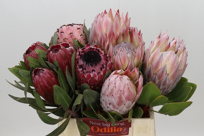 <h4>PROTEA MIX#</h4>