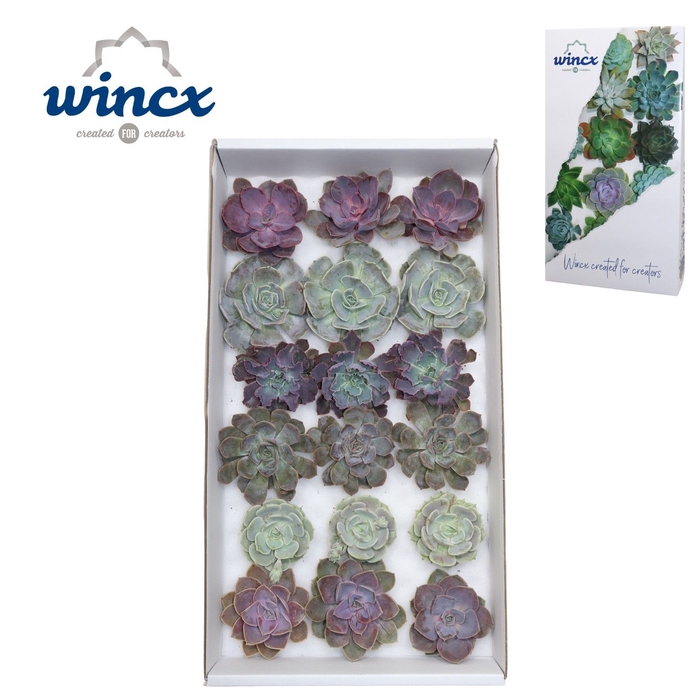 Echeveria Love Mix (wincx) Cutfl ( 6 Spcs) Wincx-8