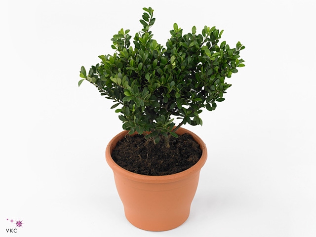 Ilex crenata 'Dark Green'