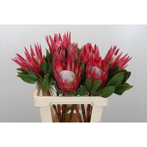 Protea Cynaroides Madiba