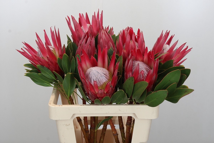 <h4>Protea Cynaroides Madiba</h4>