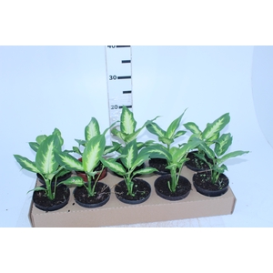 DIEFFENBACHIA VARIADO P11