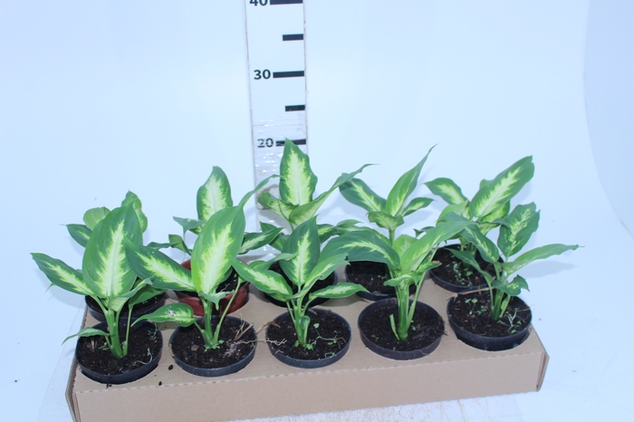 DIEFFENBACHIA VARIADO P11