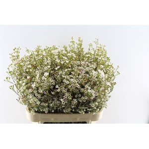 Chamelaucium White Maya
