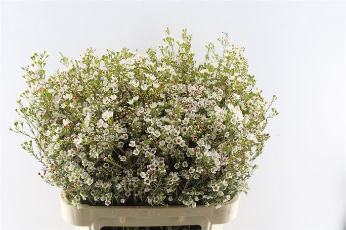 <h4>Chamelaucium White Maya</h4>