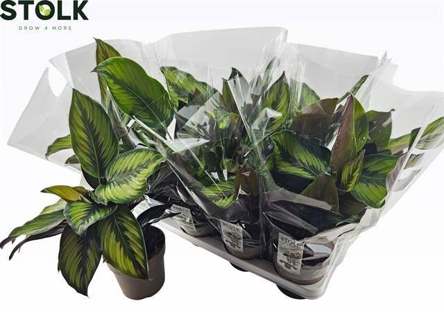 <h4>CALAT BEAUTYSTAR</h4>