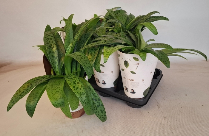 <h4>DRIMIOPSIS MACULATA</h4>