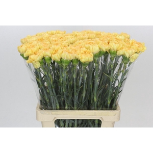 Dianthus St Reina Oro