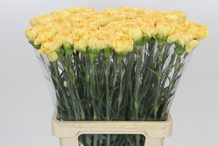 <h4>Dianthus St Reina Oro</h4>
