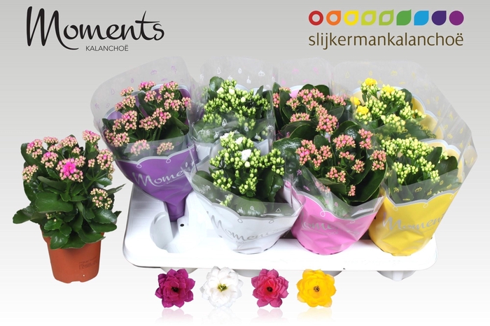 <h4>KAL GE GEM 4 KL</h4>