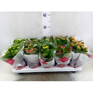 Kalanchoe blos.   ..mix 6