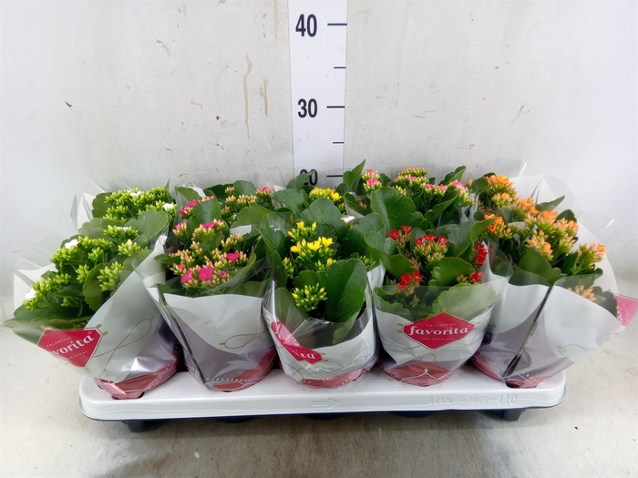 <h4>Kalanchoe blos.   ..mix 6</h4>