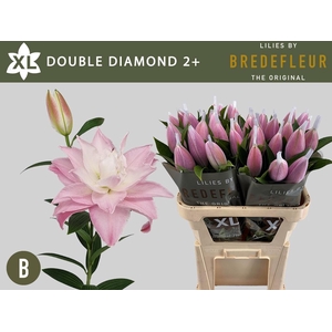 LI OR DU DOU DIAMOND