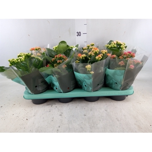 Kalanchoe blos.   ..rosebud mix  5