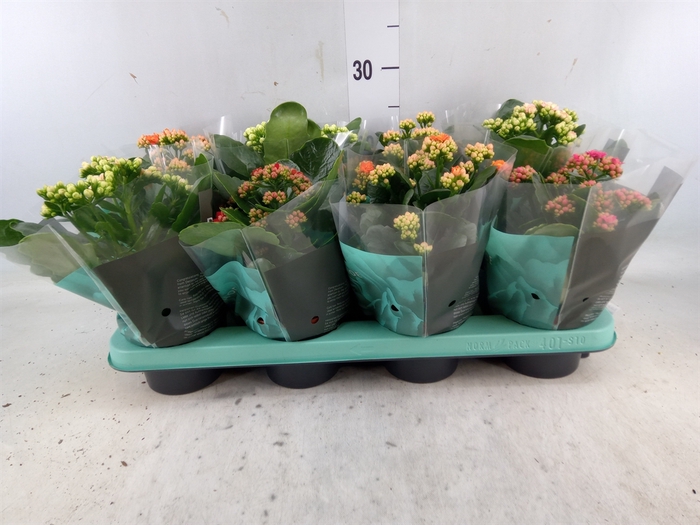 <h4>Kalanchoe blos.   ..rosebud mix  5</h4>