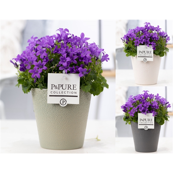 <h4>Campanula Porto LL Pure Ruby</h4>