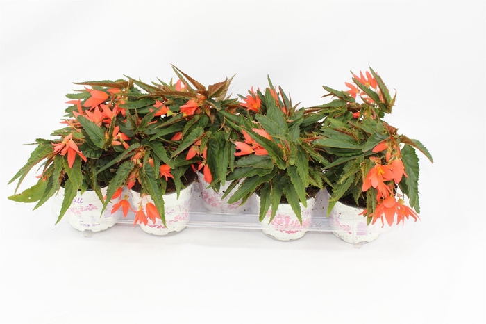 <h4>Begonia Beauvilia Salmon</h4>