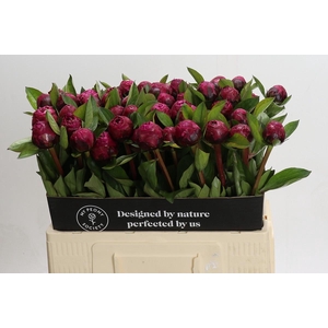 Paeonia Red Sarah