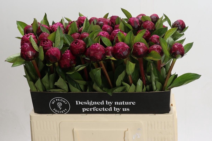 <h4>Paeonia Red Sarah</h4>