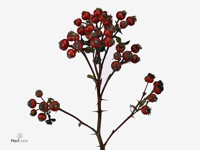 Rosa Corallo G Koster