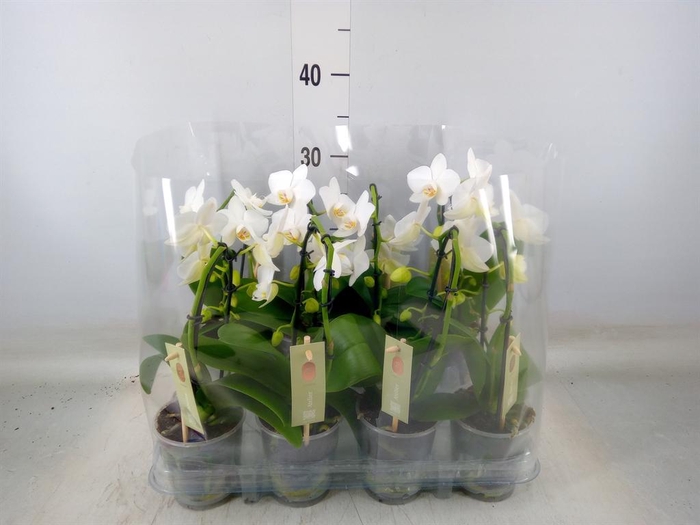 <h4>Phalaenopsis   ...</h4>