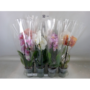 Phalaenopsis  'Elegant Cascade'