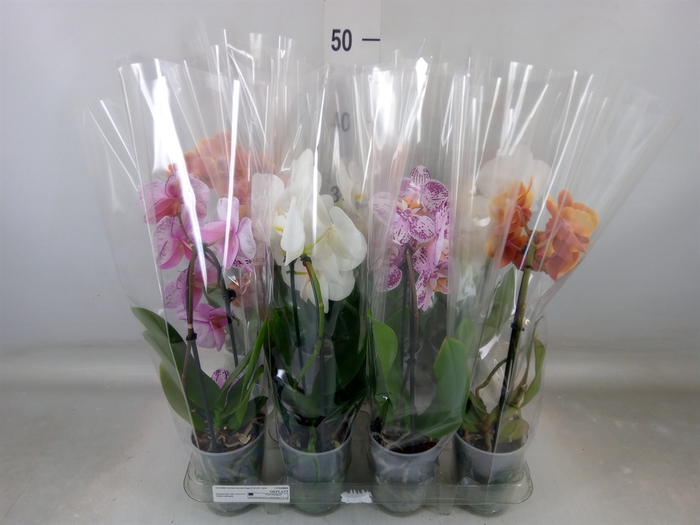 <h4>Phalaenopsis  'Elegant Cascade'</h4>