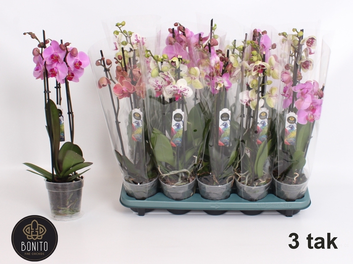 <h4>PHAL GEM 5 KL</h4>