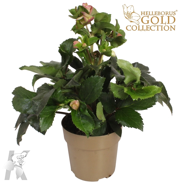 <h4>HGC Helleborus Ice N Roses Early Rose in het goud</h4>