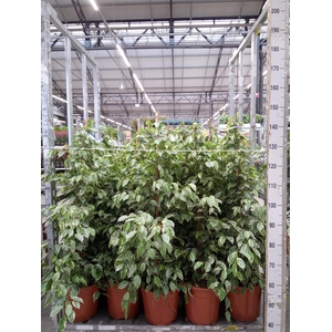 Ficus benja. 'Golden King'