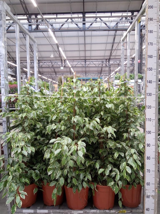 <h4>Ficus benja. 'Golden King'</h4>