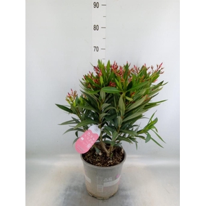 Nerium oleander   ...