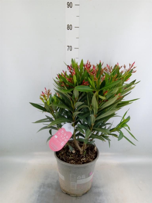 <h4>Nerium oleander   ...</h4>