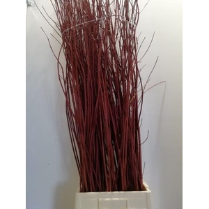 CORNUS ALBA SIBIRICA 170CM